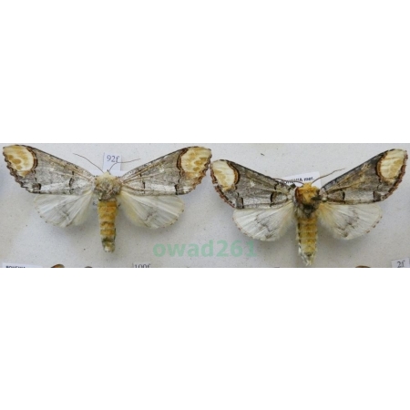 Phalera bucephala (Linnaeus, 1758) pair Narożnica zbrojówka Czech92f